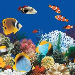 Swimline Sales Store -Swimline Sales Store caribbean square 36